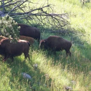 Custer Park - Driving through the park on way home - More Buffalo