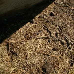 Training aids. The little snake is easy to see but the two lizards dived under the grass very quickly.