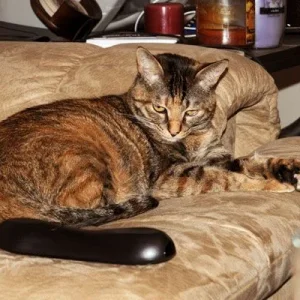 Kitty on "her" cushion.  Yes, she rates her own whole cushion on the couch.