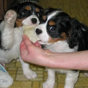 Jamie and Jasmine as puppies.