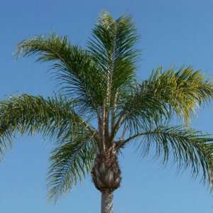 Palm Blue Sky 100 1054
