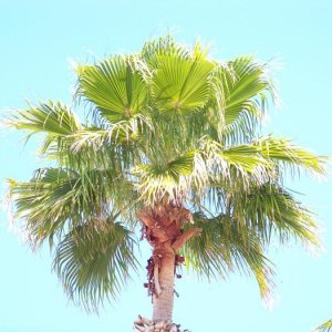 Palm Tree 100 0992