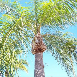 Palm Tree Up 100 0990