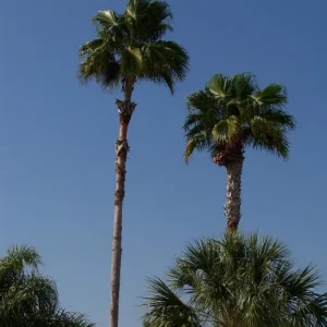 Two Palms 100 1057