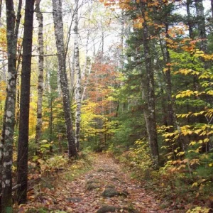 Hiking in Maine (by Katahdin Iron Works) as part of our honeymoon.  It was so beautiful!  We don't get the fall colors in the South.