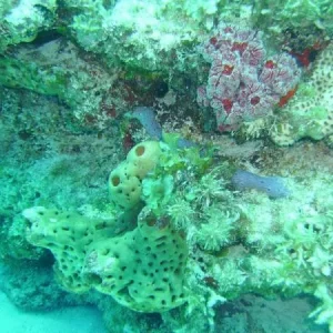 Reef life
