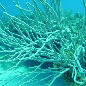 Coral