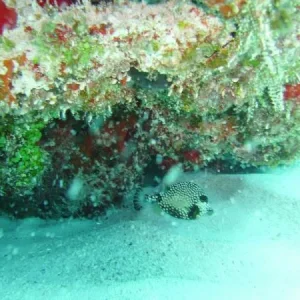 Boxfish