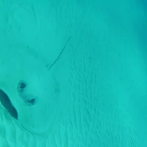 Stingray lurking. Perspective is difficult, but this guy is about 5 feet across the wings.