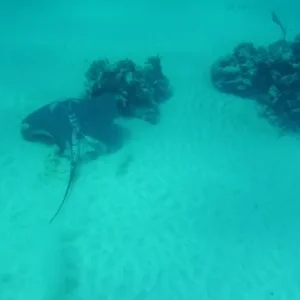 Stingray in flight