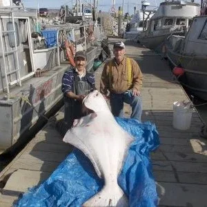 DAN LANDS FIRST LARGE HALIBUT SEP 5TH 2007