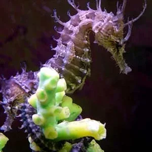 seahorses