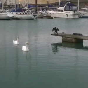 Cormorant doing the Eagle impresshttp://www.martialtalk.com/forum/album.php?albumid=298&attachmentid=18999ion