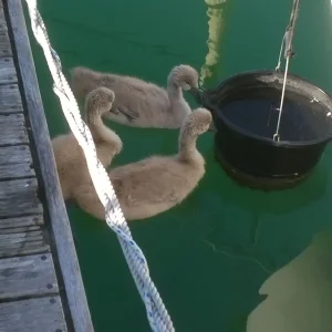 Little Fluff Balls