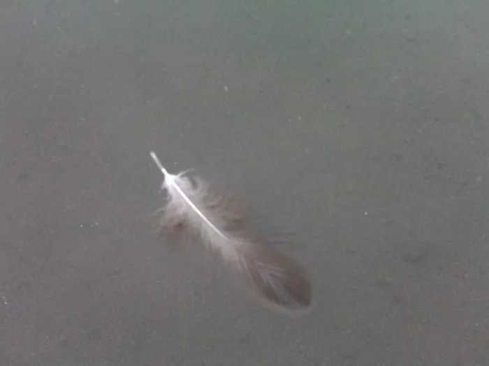 A feather floating ...