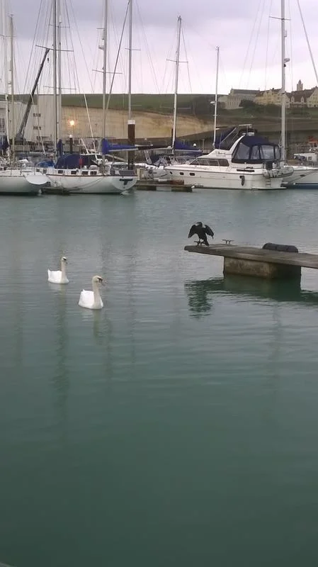 Cormorant doing the Eagle impresshttp://www.martialtalk.com/forum/album.php?albumid=298&attachmentid=18999ion