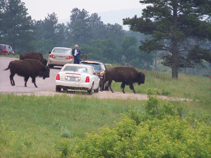 Custer Park - Buffalo in the road