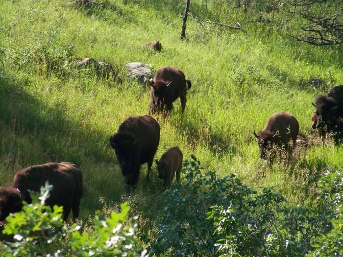 Custer Park - Driving through the park on way home - More Buffalo