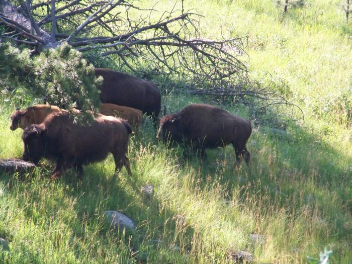 Custer Park - Driving through the park on way home - More Buffalo