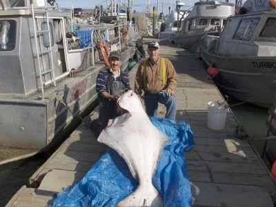 DAN LANDS FIRST LARGE HALIBUT SEP 5TH 2007