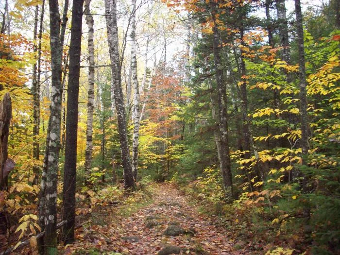 Hiking in Maine (by Katahdin Iron Works) as part of our honeymoon.  It was so beautiful!  We don't get the fall colors in the South.