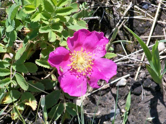 I found this picture interesting. I was playing with the settings of my new camera and I realized this was able to capture the small flower and the tw