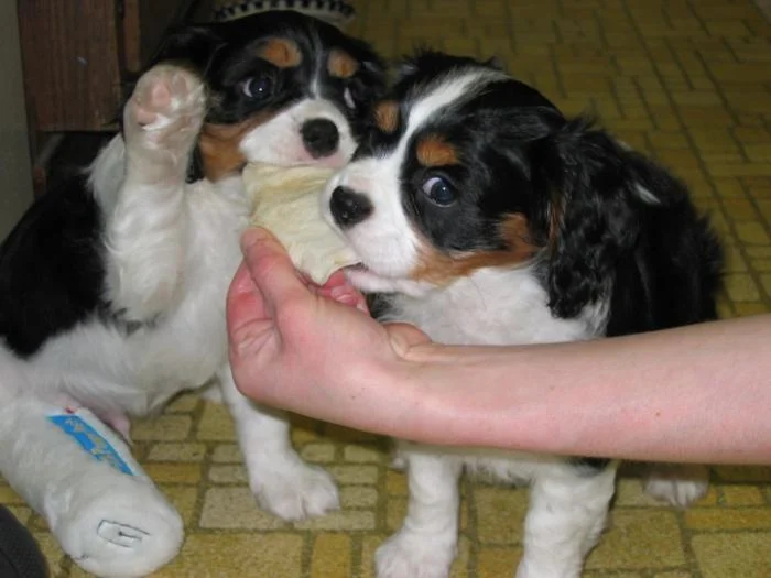 Jamie and Jasmine as puppies.