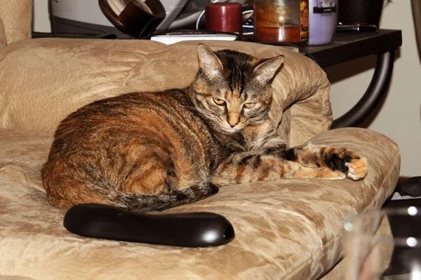 Kitty on "her" cushion.  Yes, she rates her own whole cushion on the couch.