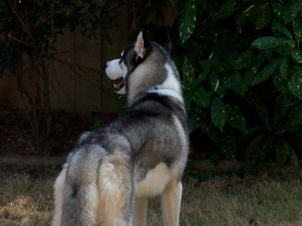 Koda the Siberian Husky. We took him in for about a month for a family in the throes of splitting.  Poor animal had been babied muchly but also neglec