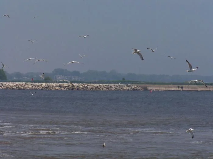 Not a fan of Seagulls but I thought the picture was good to test the camera.