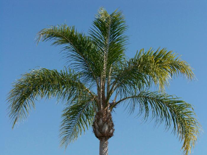 Palm Blue Sky 100 1054