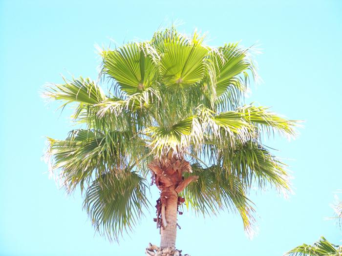 Palm Tree 100 0992