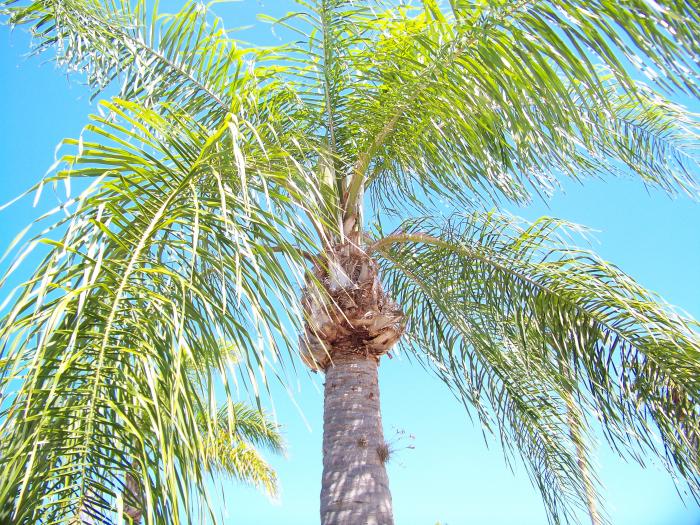 Palm Tree Up 100 0990
