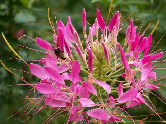 Purple Flower Bee