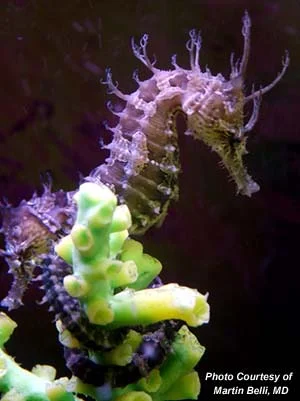 seahorses