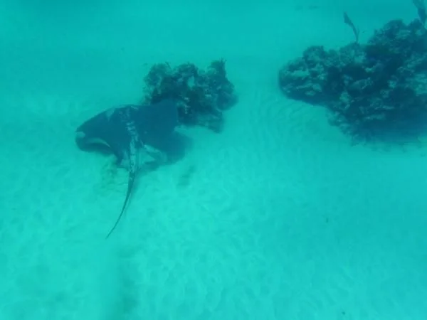 Stingray in flight