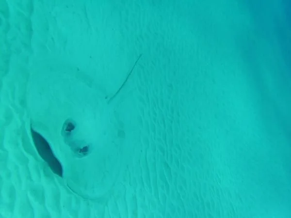 Stingray lurking. Perspective is difficult, but this guy is about 5 feet across the wings.