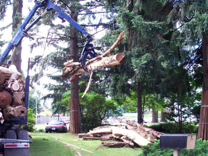 The timber was loaded onto some never-again plush lawn for cutting and splitting.