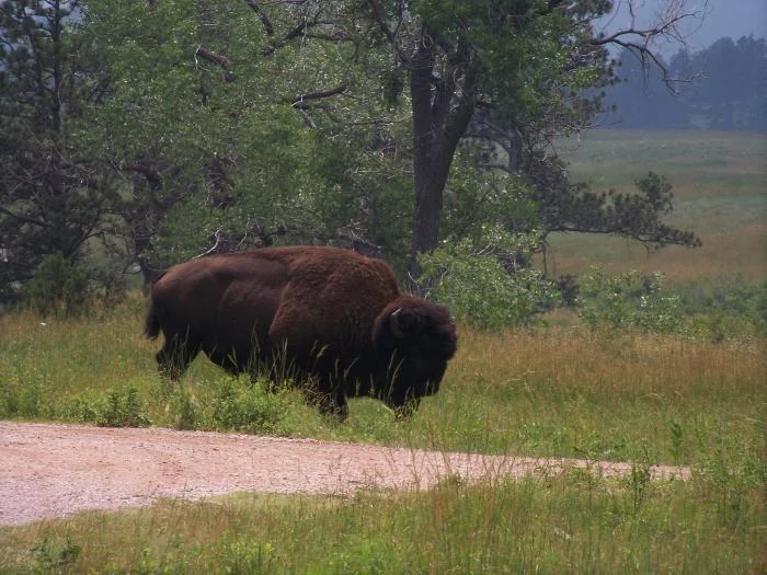 This was one big Buffalo