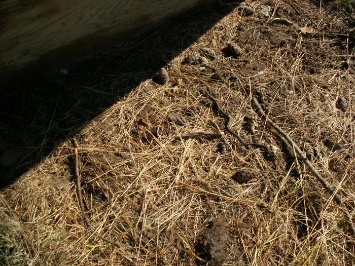 Training aids. The little snake is easy to see but the two lizards dived under the grass very quickly.