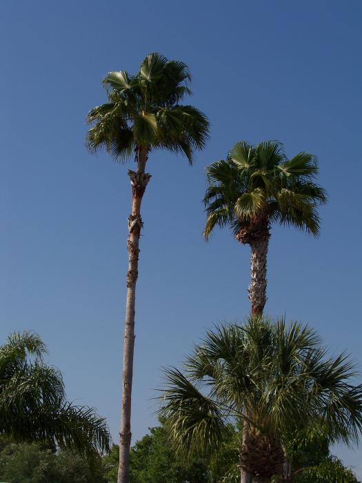 Two Palms 100 1057