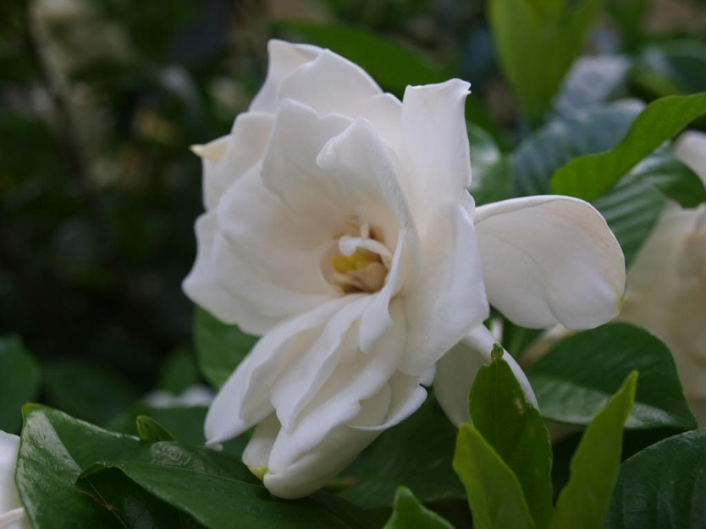June2010036_zps289c404b.jpg