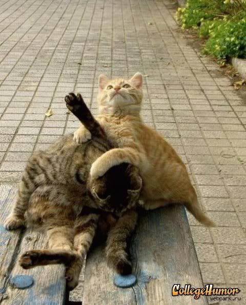 cat.jpg