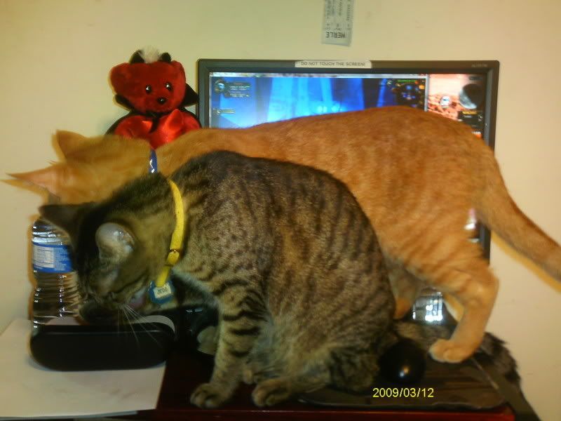 pets010.jpg
