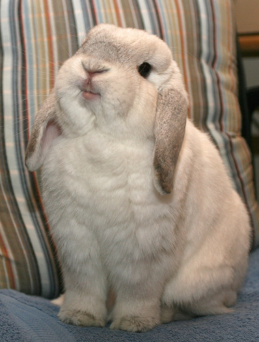smiling-rabbit1.jpg