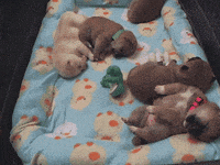 200w_d.gif