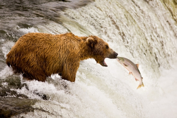 one_eyeland_alaska_lunch_time_by_marcos_furer_58438.jpg