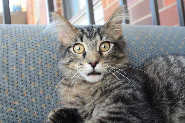 wide-eyed-02-632x421.jpg