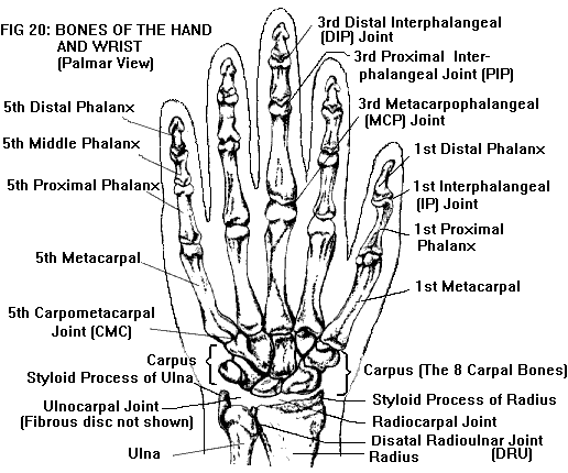 anat20.gif