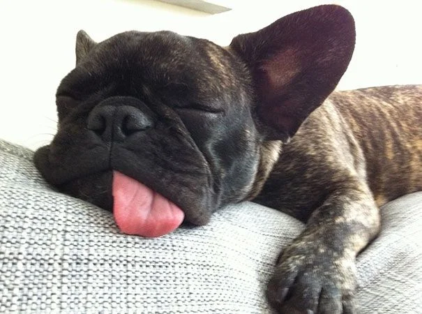 puppysleep-jpg.21111